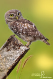 Civetta-Little Owl (Athene noctua)