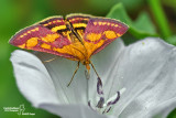 Pyrausta purpuralis