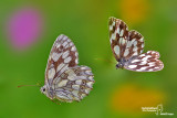 Melanargia galathea