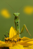 Mantis religiosa