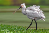 Spatola-Eurasian Spoonbill (Platalea leucorodia)