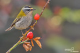 Fiorrancino - Firecrest (Regulus ignicapillus)	