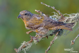 Crociere- Common Crossbill (Loxia curvirostra)