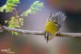 Fiorrancino - Firecrest (Regulus ignicapillus)	