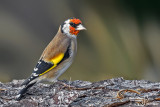 Cardellino -European Goldfinch (Carduelis carduelis)