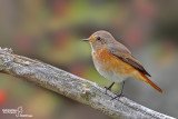 Codirosso - Common Redstart (Phoenicurus phoenicurus)	