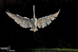 Airone bianco maggiore-Great Egret (Ardea alba)