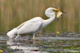 Airone bianco maggiore-Great Egret (Ardea alba)