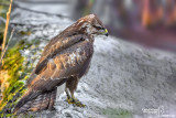 Poiana-Common Buzzard (Buteo buteo)