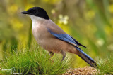 Gazza aliazzurre- Azure-winged Magpie (Cyanopica cyana)