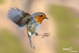 Pettirosso-European Robin(Erithacus rubecula)