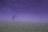 Elk
