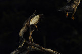 Buzzerd