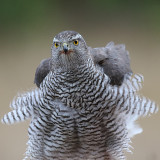 Goshawk