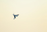 gulls