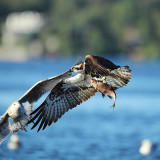 osprey