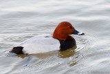 Common Pochard (Male)