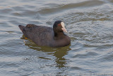 Common Coot