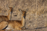 Puku (Antelope)