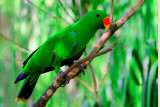 Eclectus Parrot (Male)