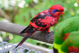 Blue-streaked Lory