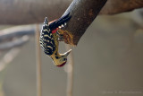 Fulvous-breasted Woodpecker