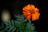 Marigold