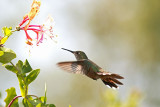 Small Bird Gallery