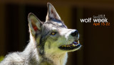 028_sedona-wolf-week-plan-b.jpg