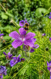 Bee and Geranium