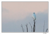Harfang des neiges / Bubo scandiacus / Snowy Owl
