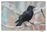 Corneille dAmrique / Corvus brachyrhynchos / American Crow