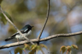 Paruline bleue / Dendroica caerulescens / Black-throated Blue Warbler