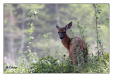 Animaux
