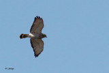 Petite buse / Buteo platyterus / Broad-winged Hawk