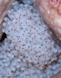 Octopus Eggs