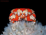 Gaudy Clown Crab