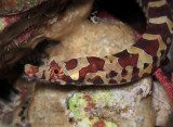 Harlequin Pipefish