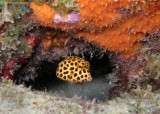 Juvenile Spotted Trunkfish