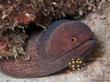 Moray & Baby