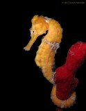 Seahorse