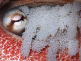 Octopus Eggs