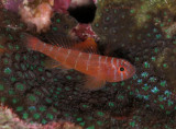 Rusty Goby