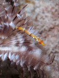 Juvenile Banded Pipefish