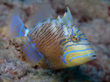 Juvenile Queen Triggerfish