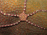 Brittle Star