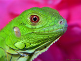 Baby Iguana  