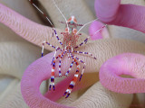 Shrimp on Anemone