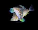 Mating Hamlets