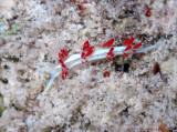 Flabellina dana